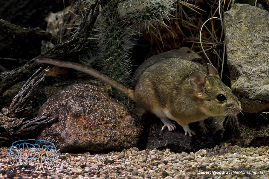 Desert Woodrat - Neotoma lepida