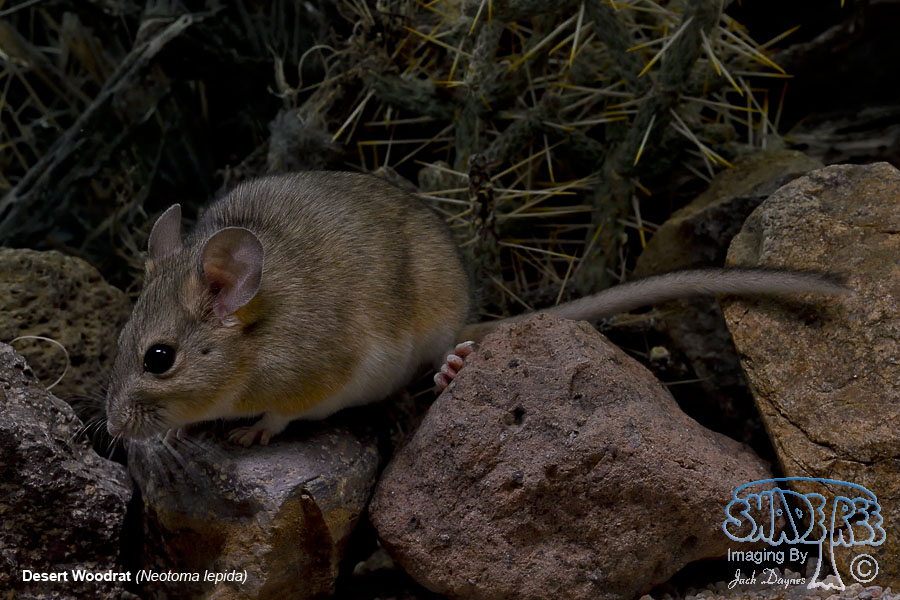 Desert Woodrat - Neotoma lepida
