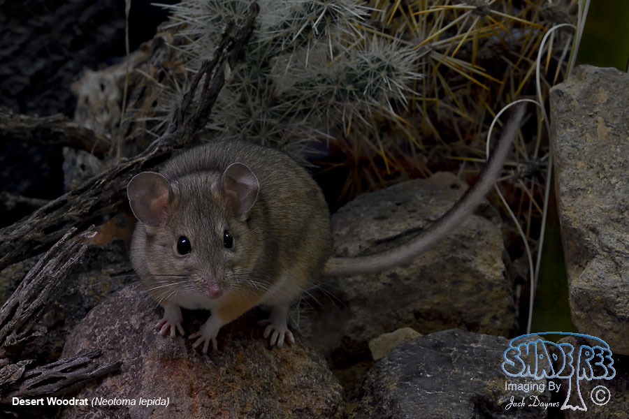 Desert Woodrat - Neotoma lepida