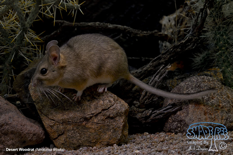 Desert Woodrat - Neotoma lepida