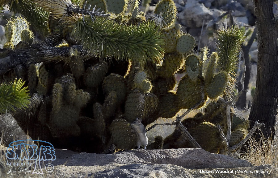 Desert Woodrat - Neotoma lepida