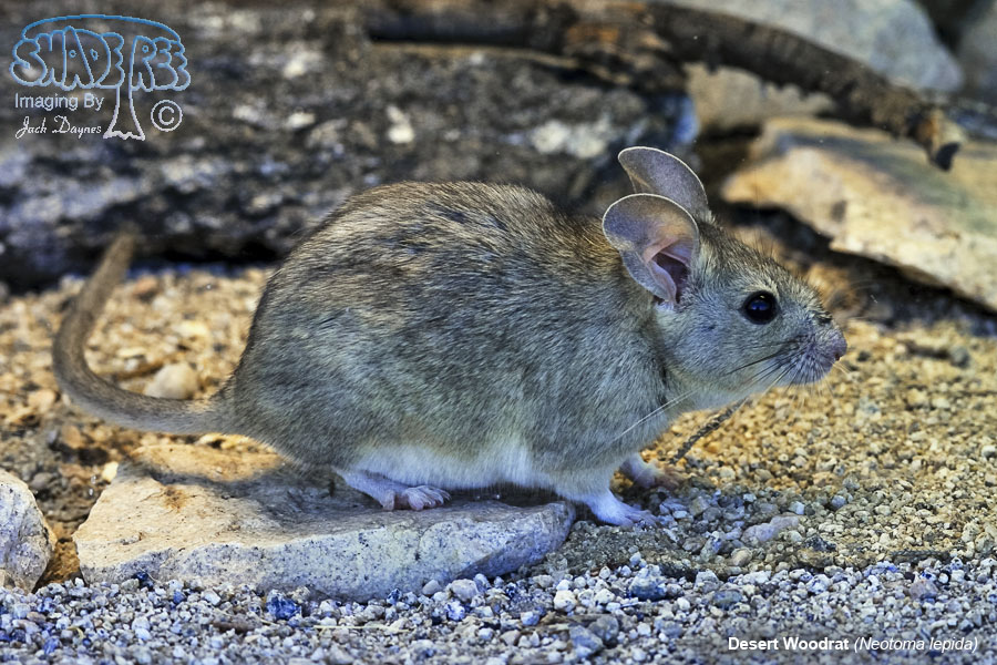 Desert Woodrat - Neotoma lepida