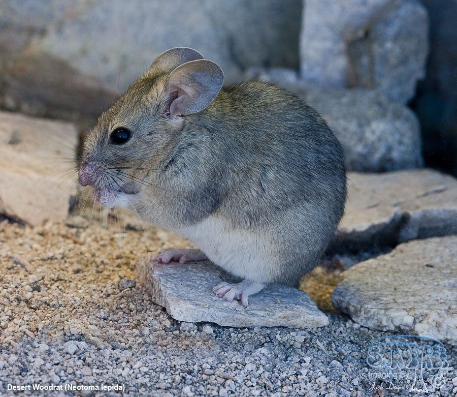 Desert Woodrat - Neotoma lepida