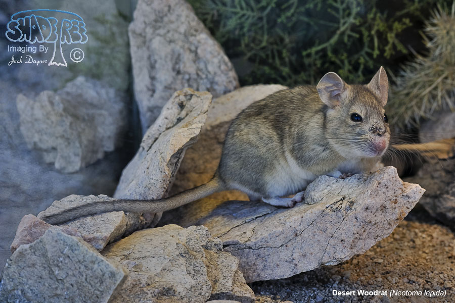 Desert Woodrat - Neotoma lepida