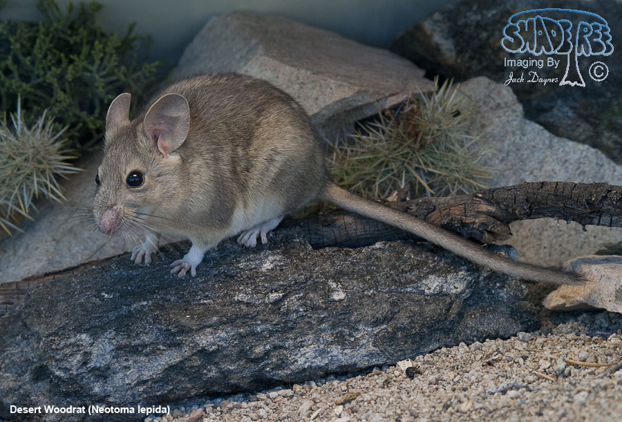 Desert Woodrat - Neotoma lepida