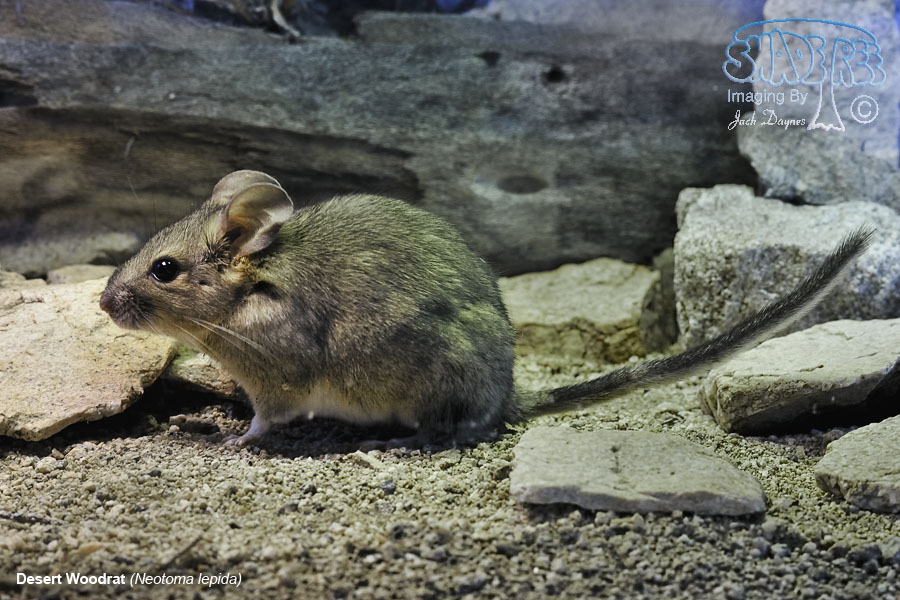 Desert Woodrat - Neotoma lepida