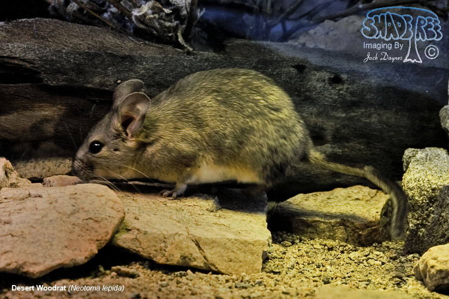Desert Woodrat - Neotoma lepida