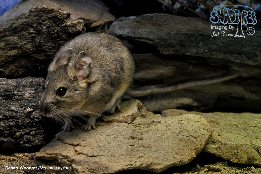 Desert Woodrat - Neotoma lepida