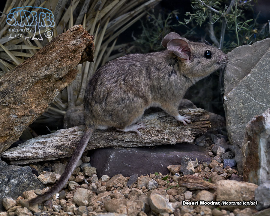 Desert Woodrat - Neotoma lepida