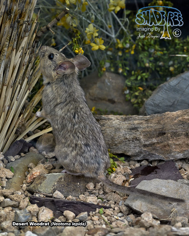 Desert Woodrat - Neotoma lepida