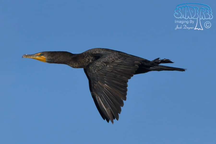 Double-Crested Cormorant - Phalacrocorax auritus