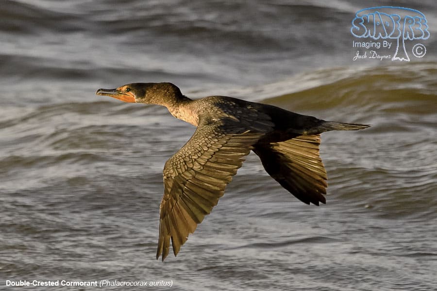Double-Crested Cormorant - Phalacrocorax auritus
