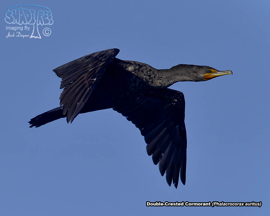 Double-Crested Cormorant - Phalacrocorax auritus