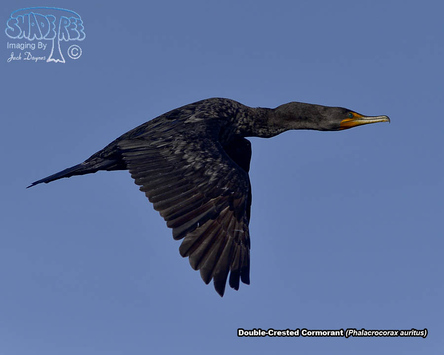 Double-Crested Cormorant - Phalacrocorax auritus