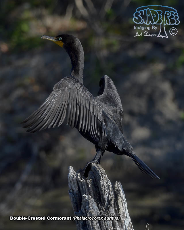 Double-Crested Cormorant - Phalacrocorax auritus