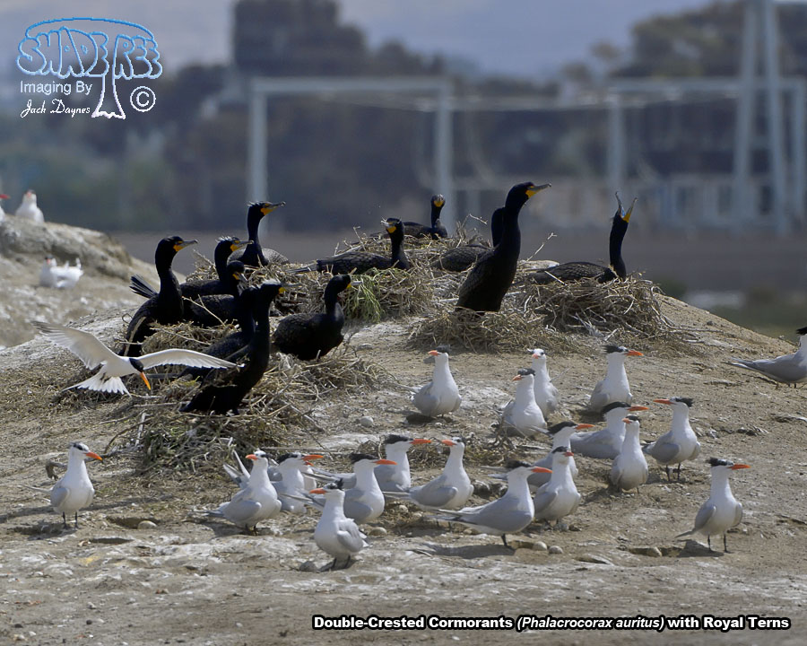 Double-Crested Cormorant - Phalacrocorax auritus