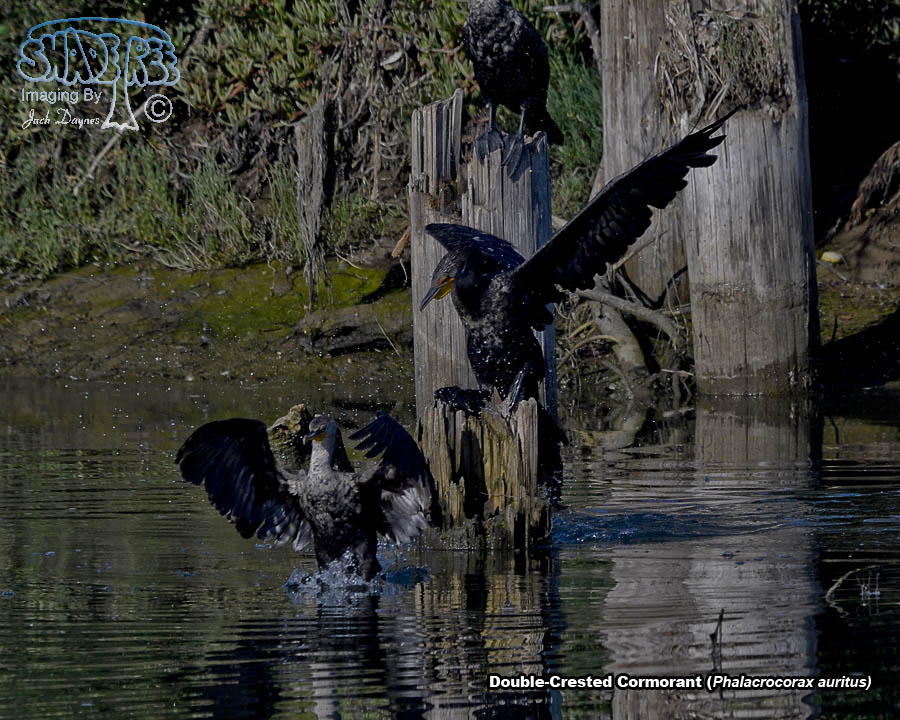 Double-Crested Cormorant - Phalacrocorax auritus