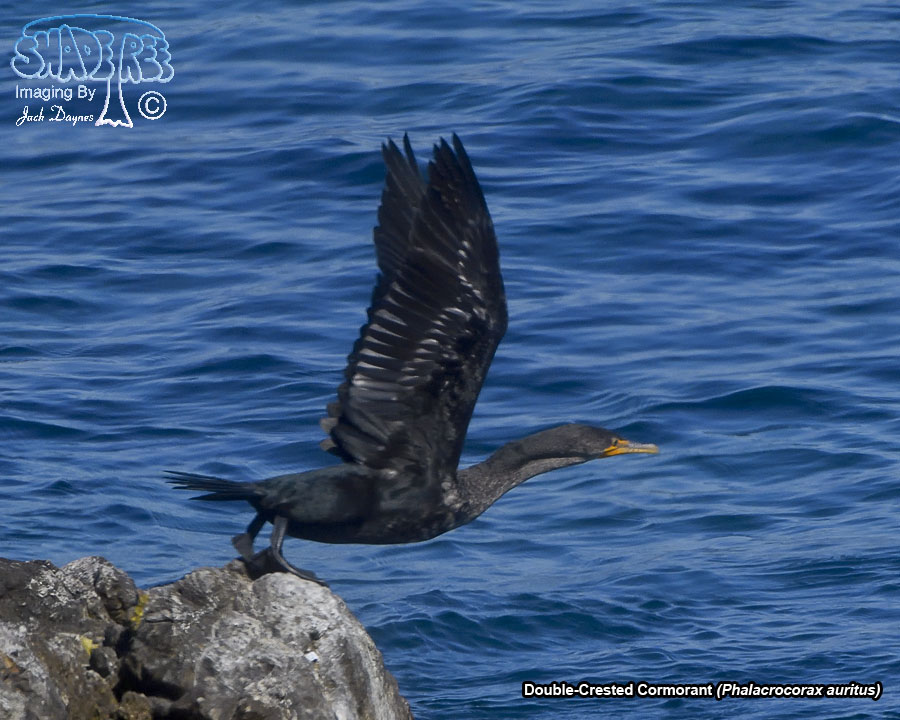 Double-Crested Cormorant - Phalacrocorax auritus