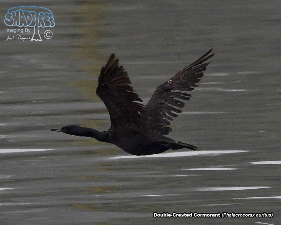 Double-Crested Cormorant - Phalacrocorax auritus
