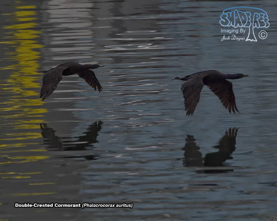 Double-Crested Cormorant - Phalacrocorax auritus