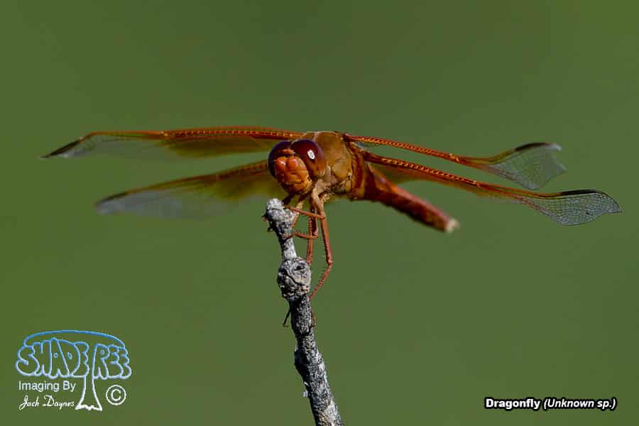 Dragonfly - Unknown
