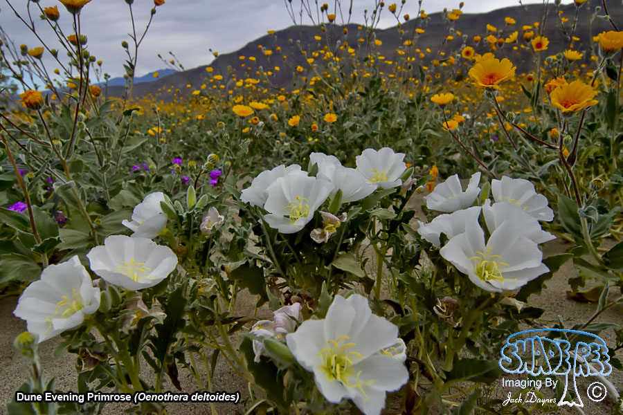 Dune Evening Primrose - Oenothera deltoides
