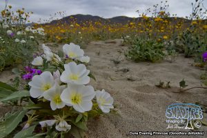 2017-03-20 Monday’s Flowers At Anza-Borrego