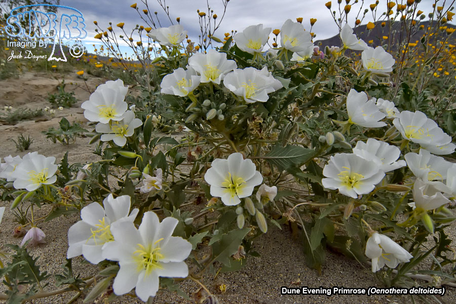 Dune Evening Primrose - Oenothera deltoides