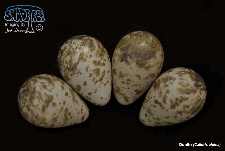Dunlin - Calidris alpina