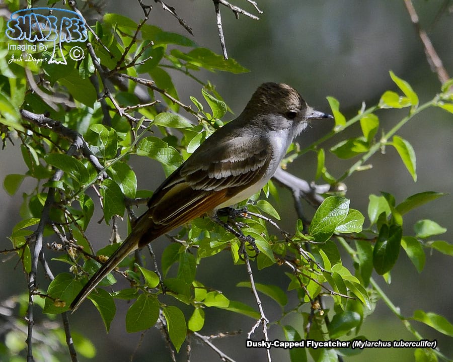Dusky-Capped Flycatcher - Myiarchus tuberculifer
