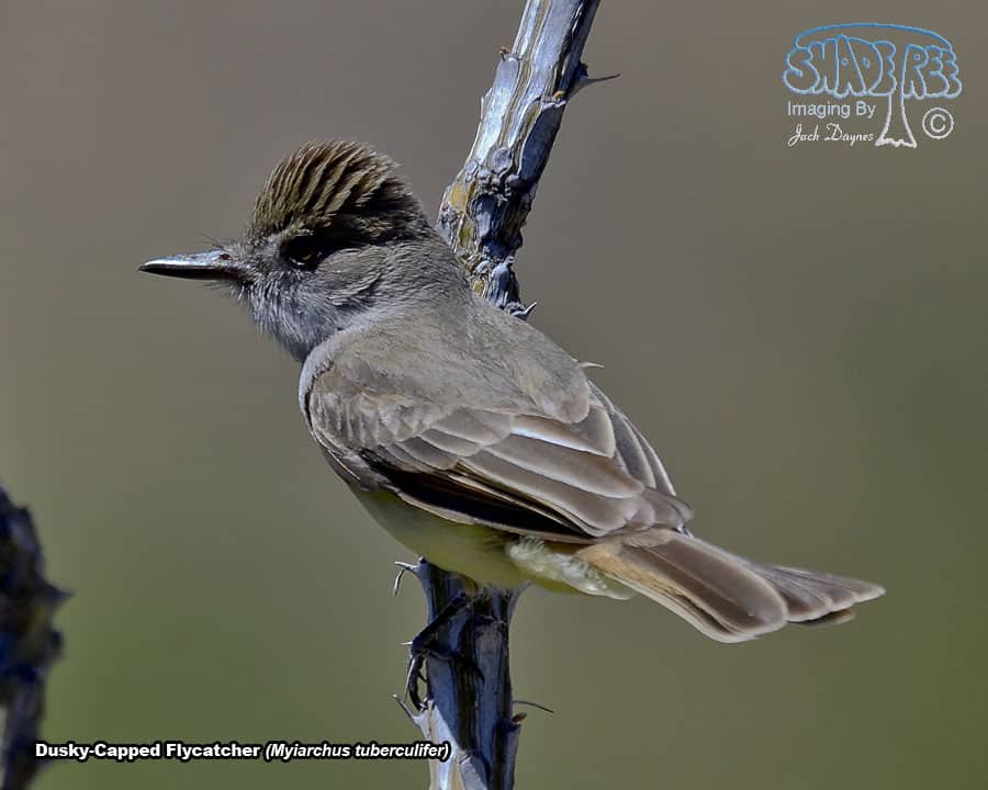 Dusky-Capped Flycatcher - Myiarchus tuberculifer
