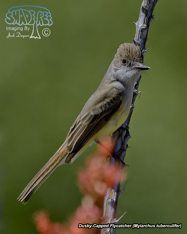 Dusky-Capped Flycatcher - Myiarchus tuberculifer
