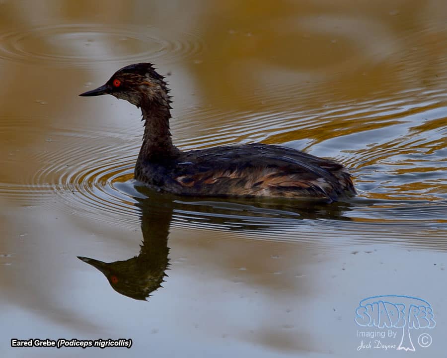 Eared Grebe - Podiceps nigricollis