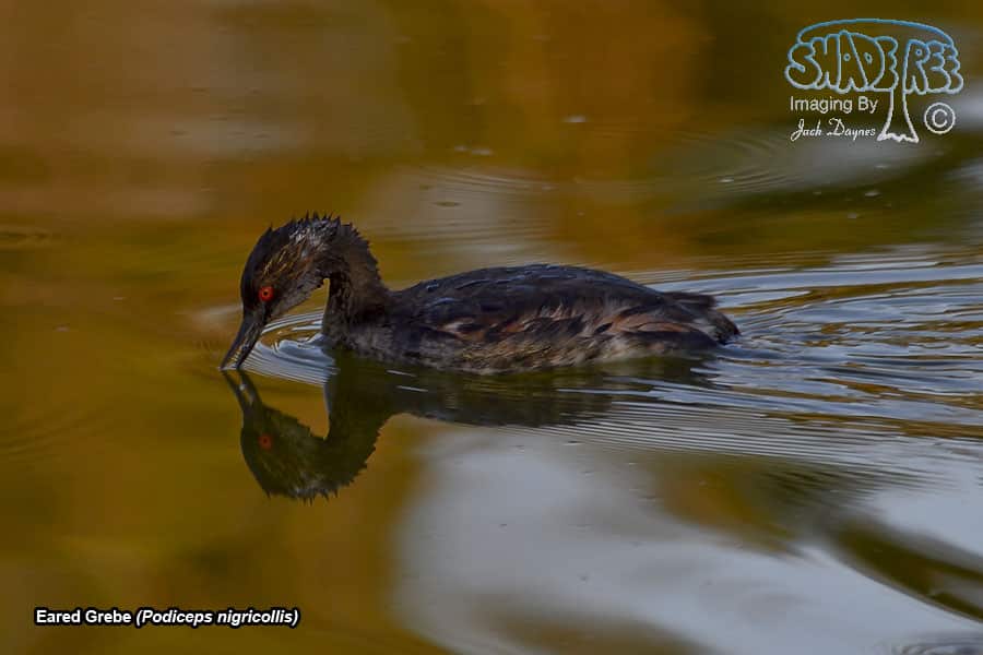Eared Grebe - Podiceps nigricollis