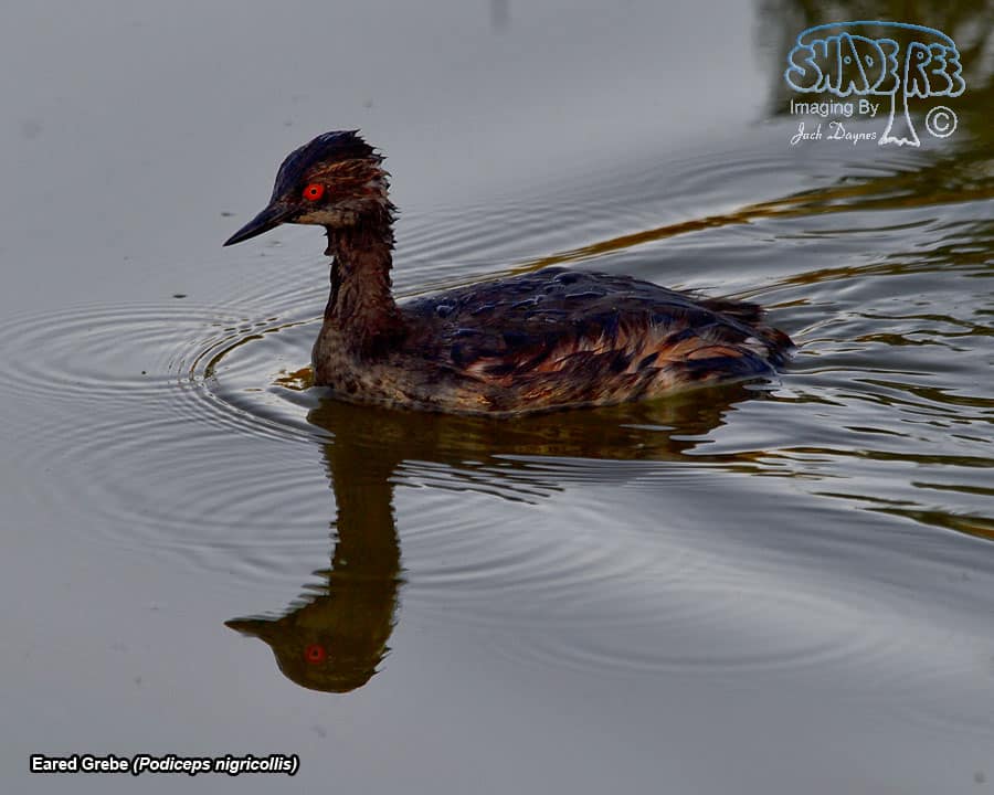 Eared Grebe - Podiceps nigricollis