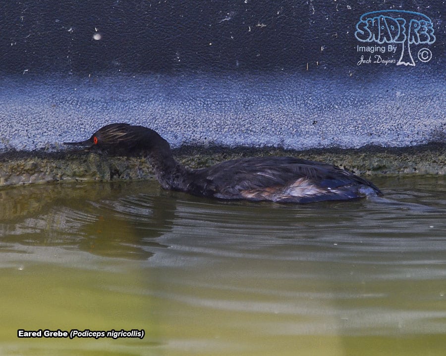 Eared Grebe - Podiceps nigricollis