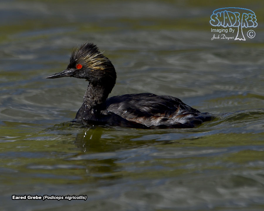 Eared Grebe - Podiceps nigricollis