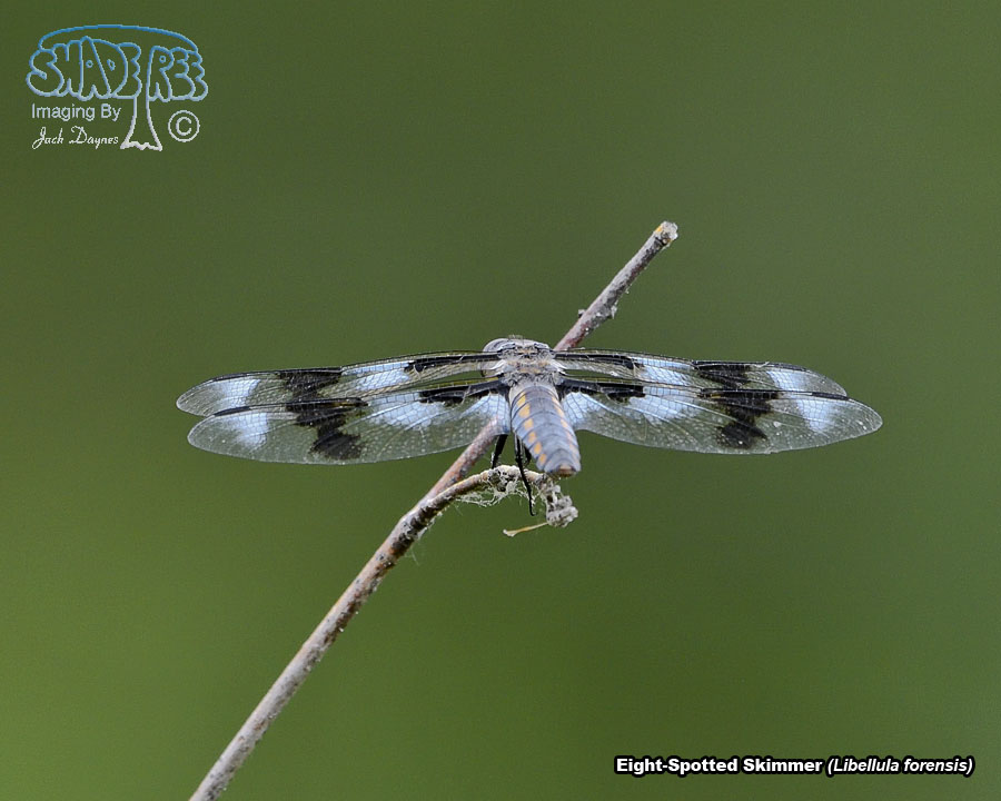 Eight-Spotted Skimmer - Libellula forensis