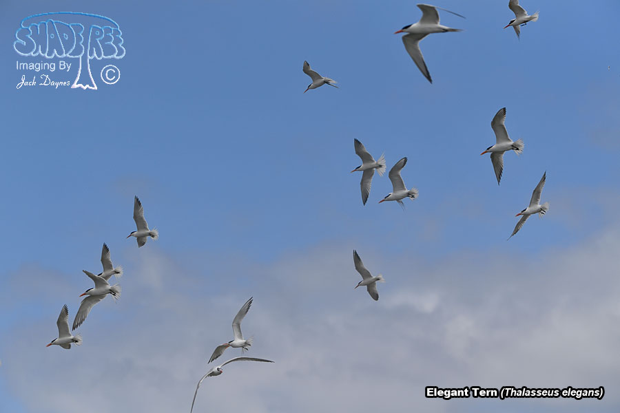 Elegant Tern - Thalasseus elegans