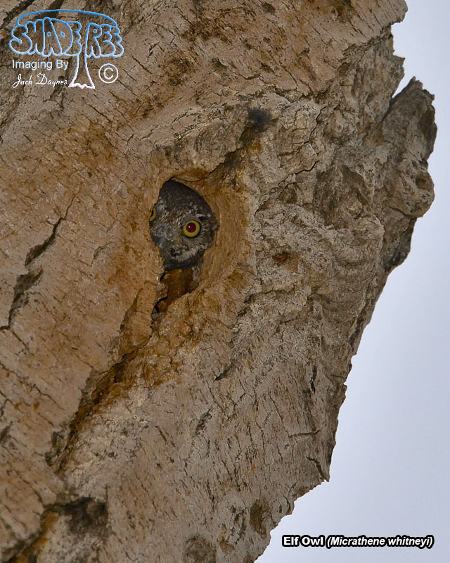 Elf Owl - Micrathene whitneyi