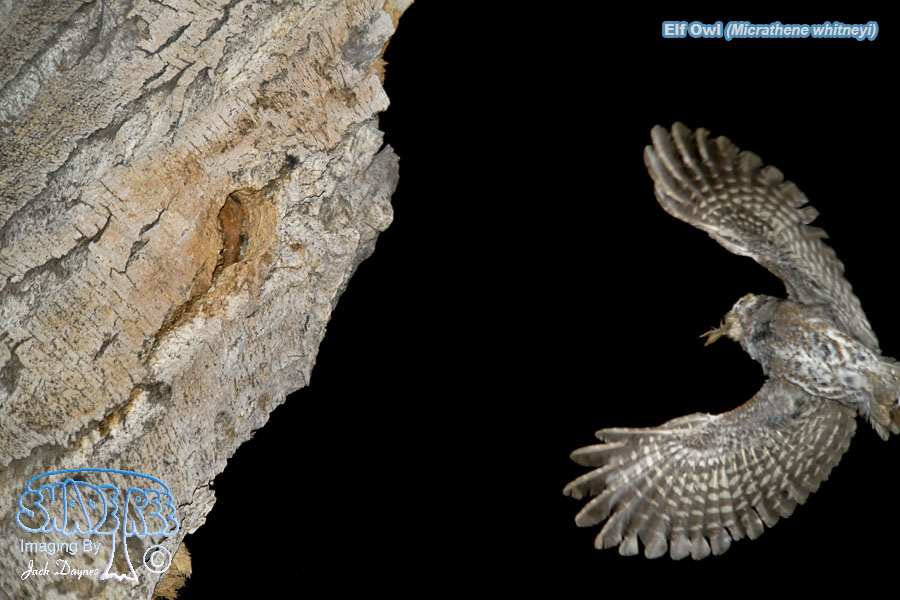 Elf Owl - Micrathene whitneyi
