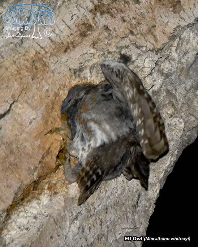 Elf Owl - Micrathene whitneyi