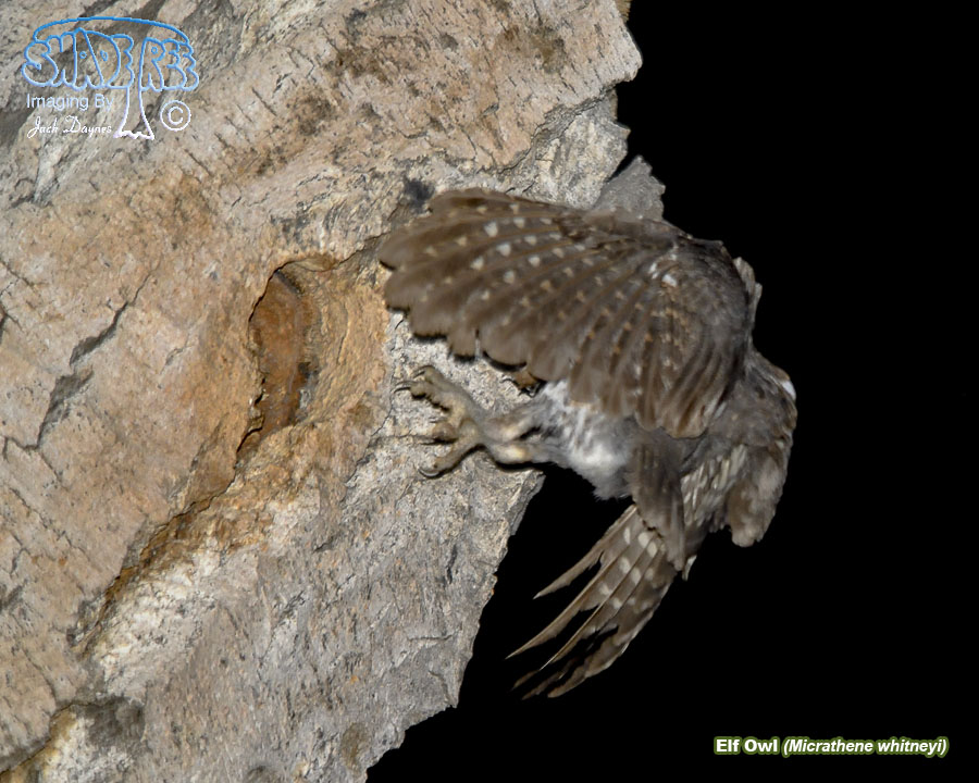 Elf Owl - Micrathene whitneyi