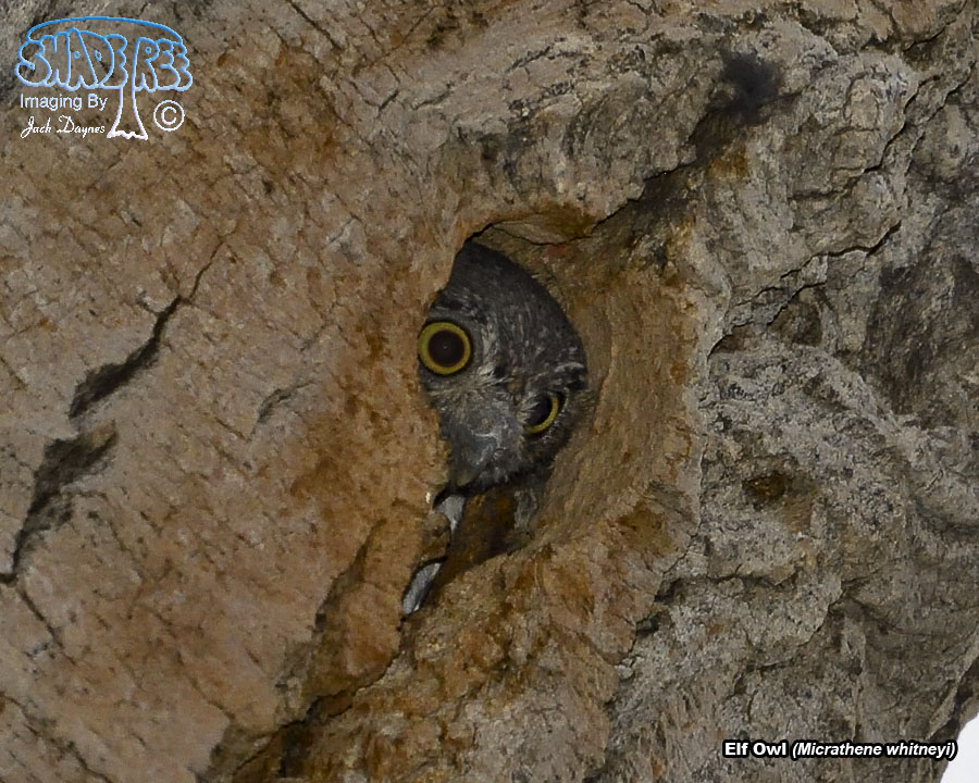 Elf Owl - Micrathene whitneyi