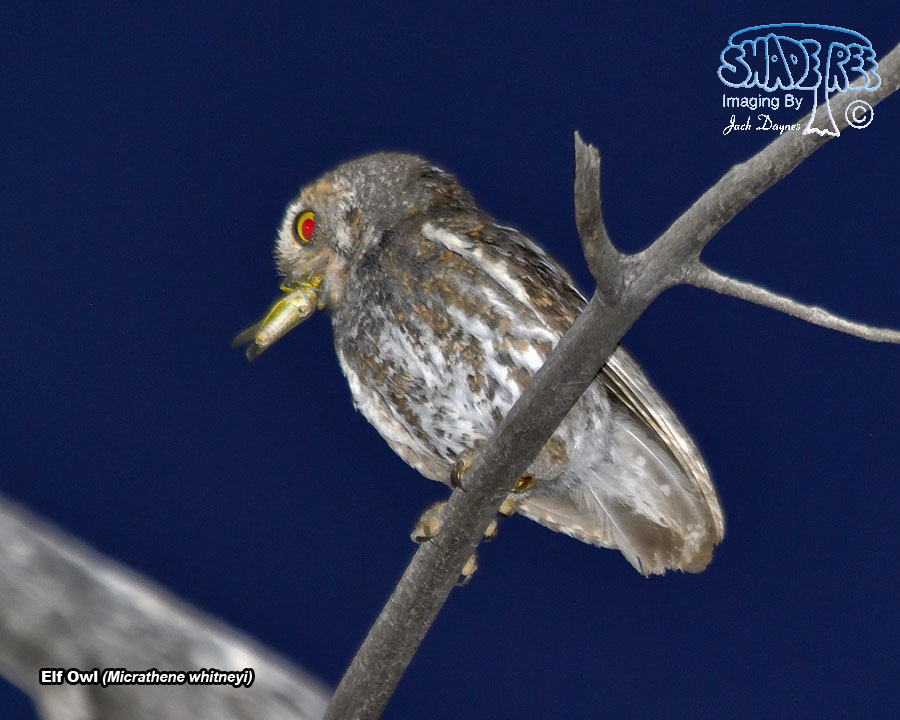 Elf Owl - Micrathene whitneyi