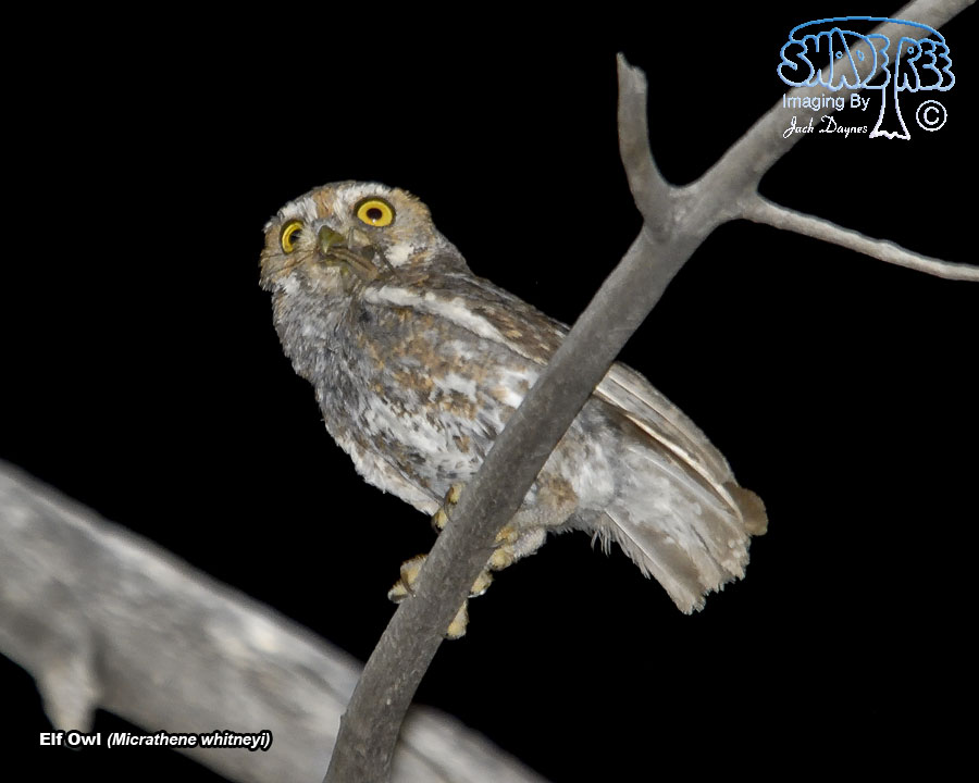 Elf Owl - Micrathene whitneyi