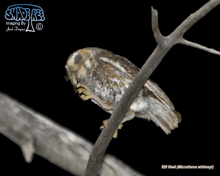 Elf Owl - Micrathene whitneyi