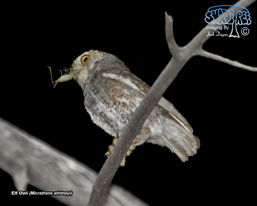 Elf Owl - Micrathene whitneyi