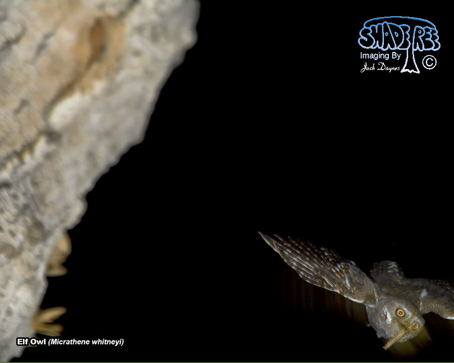 Elf Owl - Micrathene whitneyi