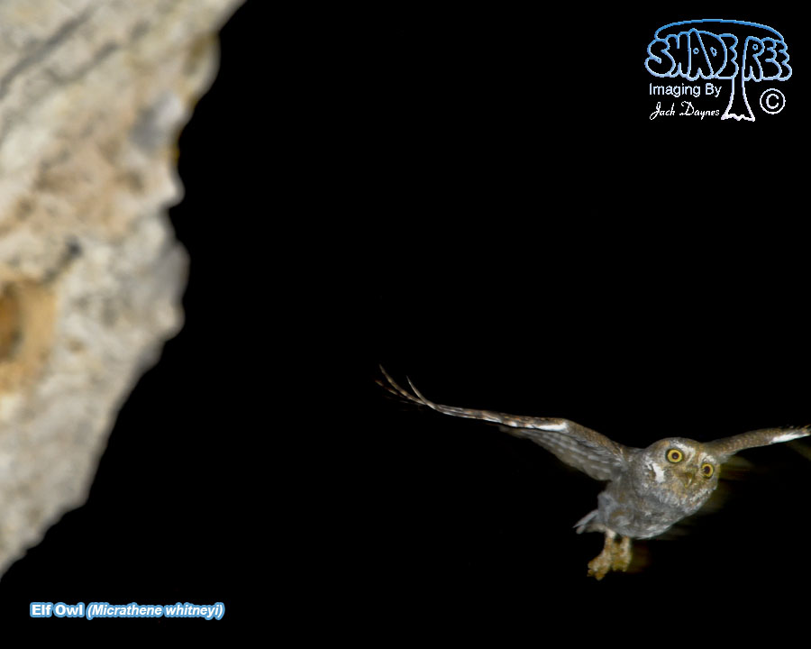 Elf Owl - Micrathene whitneyi